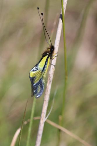 Réf. 182 958 : Libelloides coccajus